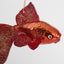 Goldfish Decoration