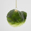 Sugared Cabbage Decoration