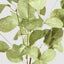Eucalyptus Stem Green