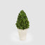 Preserved Boxwood Cone Tree Topiary in Terracotta Pot 38cm