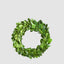 Preserved Boxwood Mini Wreath (Set of 4)