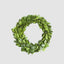 Preserved Boxwood Mini Wreath (Set of 4)