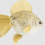 Golden Fish Decoration