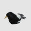 Chatterer Little Magpie