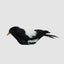 Chatterer Little Magpie