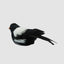 Chatterer Little Magpie