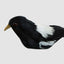 Chatterer Little Magpie