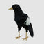 Chatterer Large Magpie