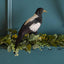 Chatterer Large Magpie