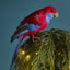 Crimson Rosella Bird