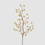 Sugar Gold Berry Stem