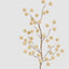 Sugar Gold Berry Stem