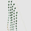 Neptune Trailing Amaranthus Spray