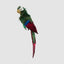 Estofar Parrot Green Crest