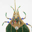 Maharajah Beaded Beetle Decoration Green