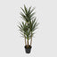 Yucca 5 Branch in Black Pot