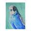 Blue Budgie Enhanced Canvas Print