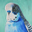 Blue Budgie Enhanced Canvas Print