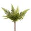 Small Native Fern Green
