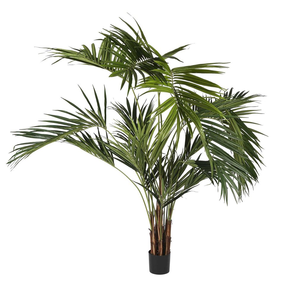 2.5m Kentia Palm 518 Leaves