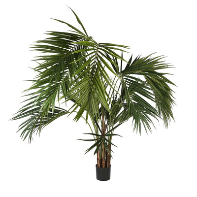 2.5m Kentia Palm 518 Leaves