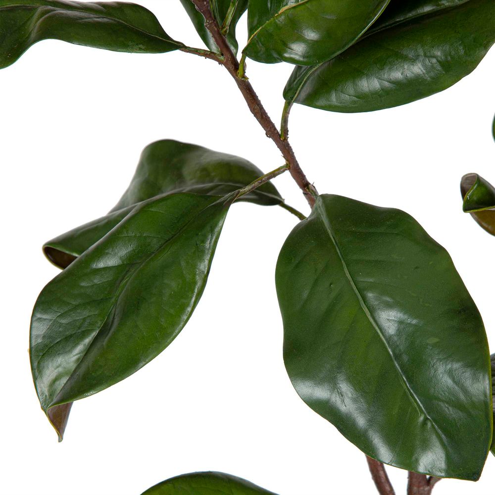 Magnolia Leaves Large Green