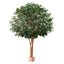 Mixed Ficus Giant Tree x 4 3.7m 30500Lvs