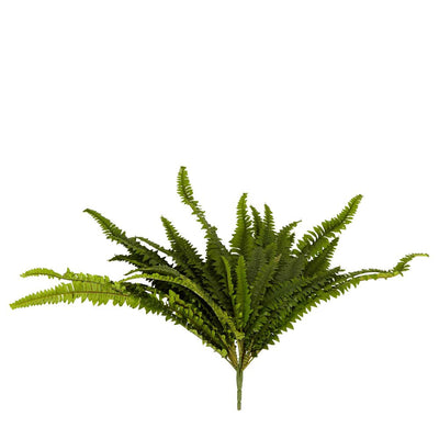 Boston Fern Bush Small