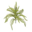 Fern Feather Bush 50cm
