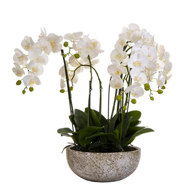 Artificial Orchid in Round Clay Pot 62cm White