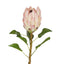 Protea Queen Stem 70cm Pink