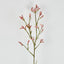 Kangaroo Paw Spray Pink 102cm