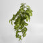 Hanging Syngonium Bush Real Touch
