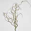 Twig Vine 109cm Dry Natural