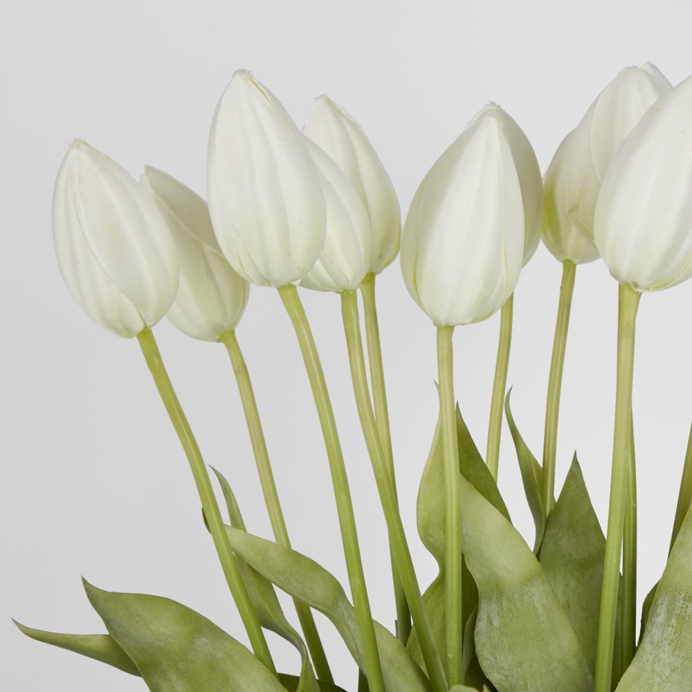 Tulip in Water Vase