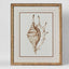 Conch Shell Wall Art B