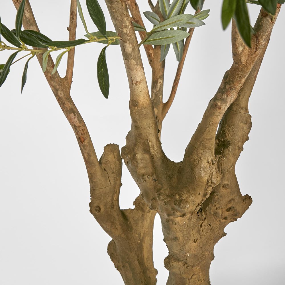 Olive Tree With 5 Branch Trunk 225cm