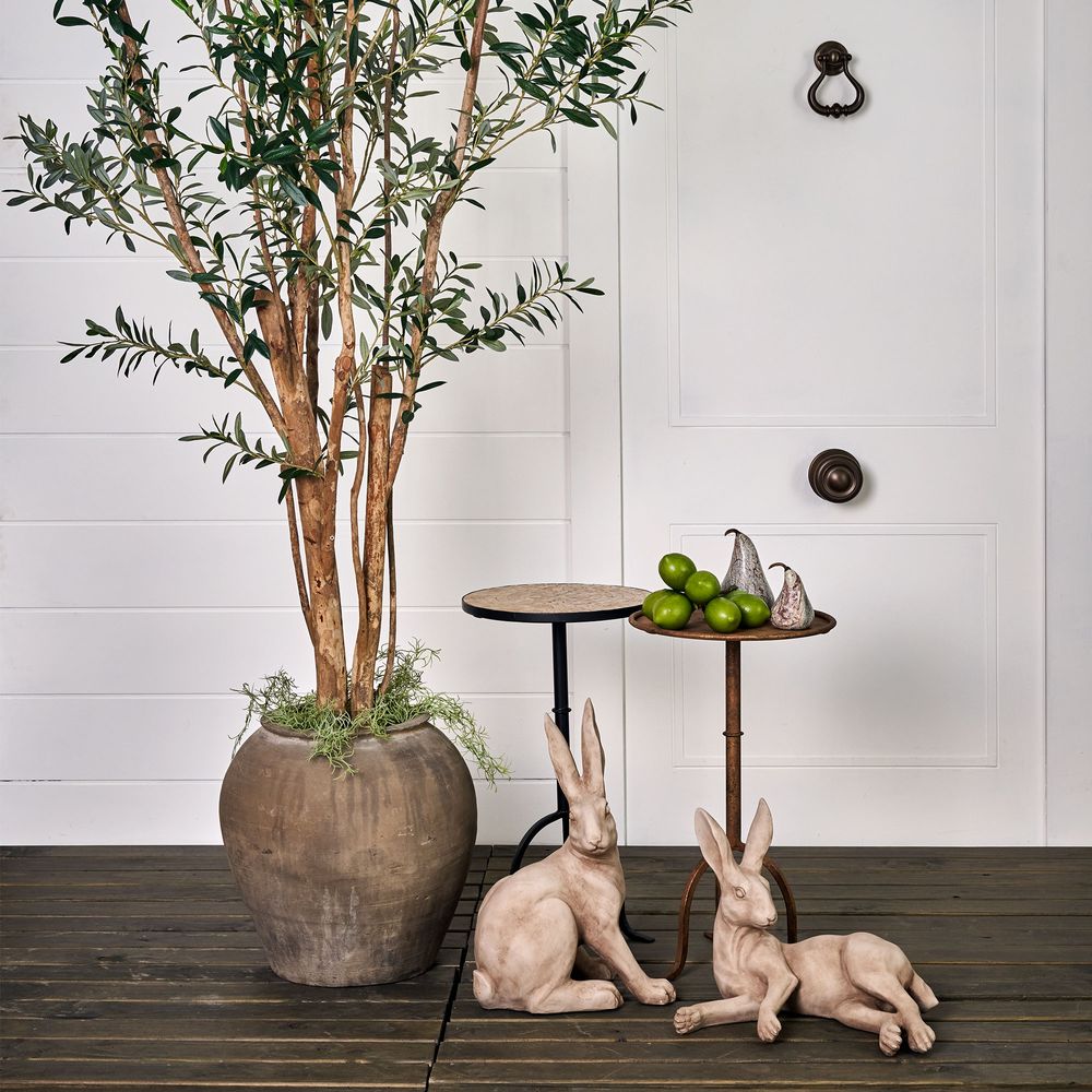 Olive Tree Multi Stem 280cm