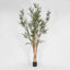 Olive Tree Multi Stem 280cm