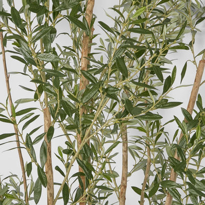 Olive Tree Multi Stem 280cm