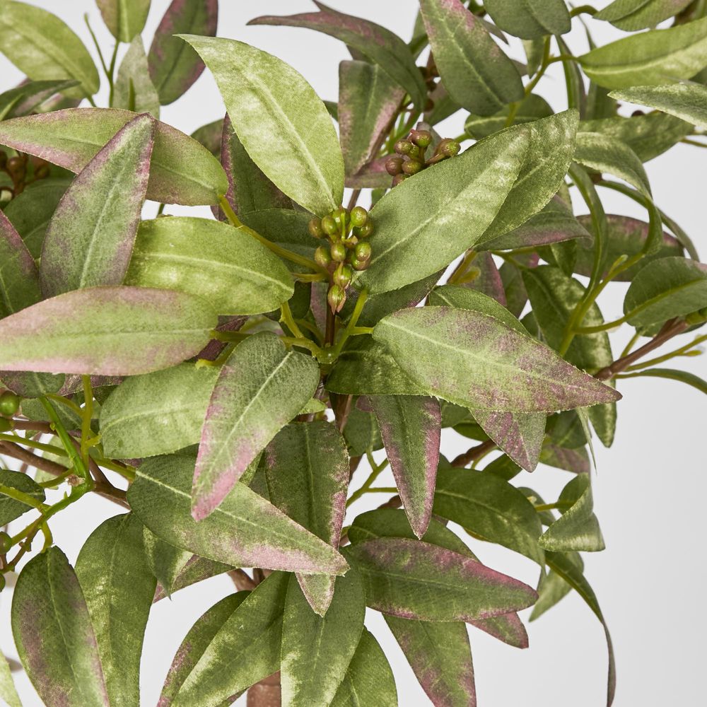 Ruscus Hanging Bush With Berries