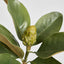 Magnolia Bud 60cm Green - Pack of 12