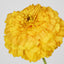 Marigold Spray Yellow