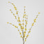 Forsythia Spray