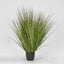 Potted Onion Grass 110cm