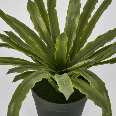 Succulent Fern 38cm