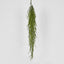 Hanging Grass Vine