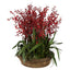 Willow Red Dancing Orchid Arrangement