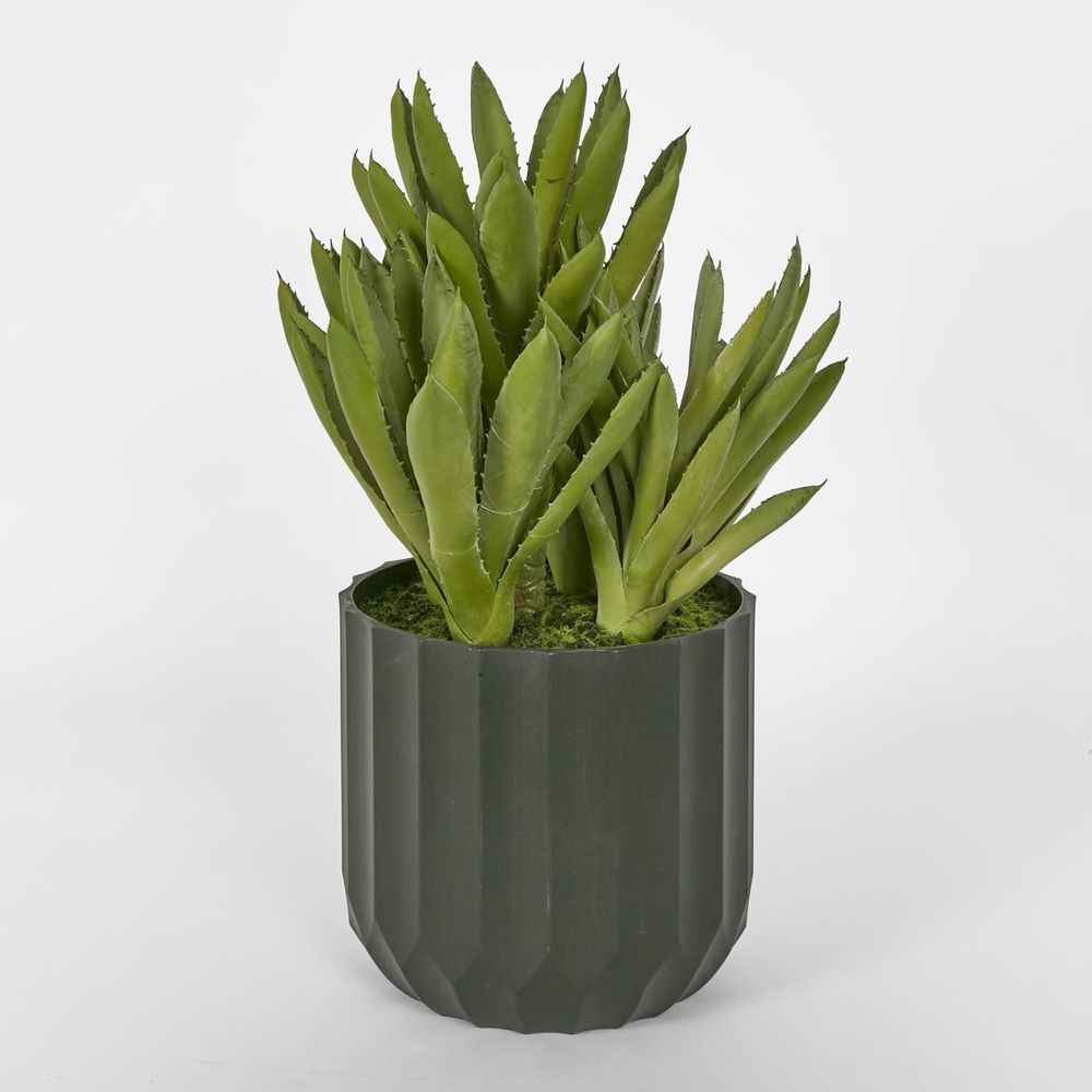 Potted Aloe Leaves Lge 37.5cm