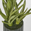 Potted Aloe Leaves Sml 30cm